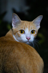 Ginger Cat's Gaze 