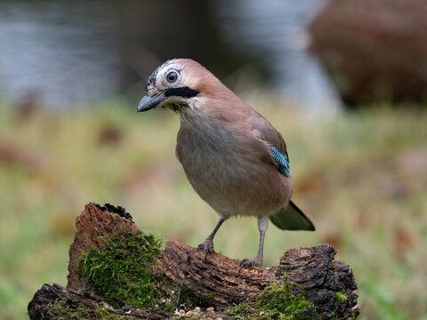 Eichelh&auml;her (Garrulus glandarius)