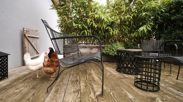 Poules sur la terrasse_EXT_JOUR_NUAGEUX_PLAN MOYEN_TRAVELLING_DROIT