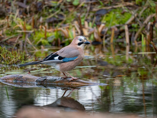 Eichelhäher (Garrulus glandarius)
