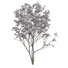 Free PNG 3d illustration of Magnolia stellata tree frontal isolated transparent background perfectly cutout high resolution