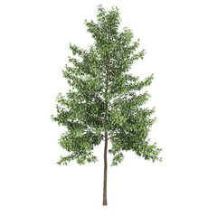 Free PNG 3d illustration of Nyssa sylvatica tree frontal isolated transparent background perfectly cutout high resolution