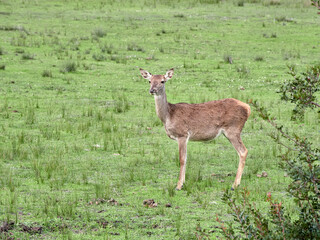 Doñana National Park. Ecosystems that host a unique biodiversity in Europe. The marsh stands out above all. It is one of the most important protected areas in Andalusia 