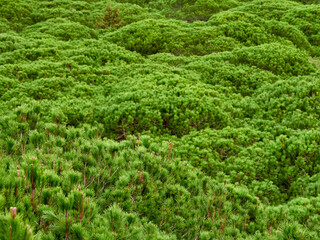 Doñana National Park. Ecosystems that host a unique biodiversity in Europe. The marsh stands out...