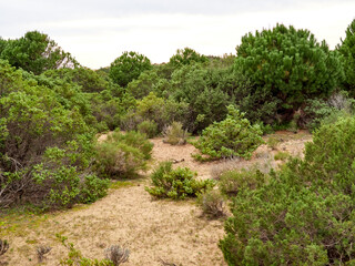 Fototapeta premium Doñana National Park. Ecosystems that host a unique biodiversity in Europe. The marsh stands out above all. It is one of the most important protected areas in Andalusia 