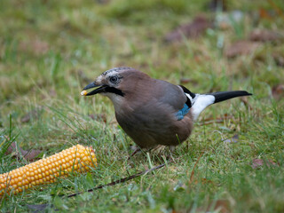 Eichelhäher (Garrulus glandarius)