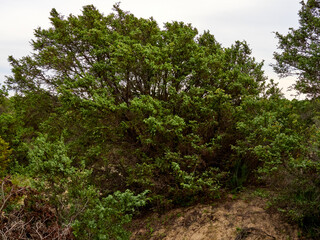 Doñana National Park. Ecosystems that host a unique biodiversity in Europe. The marsh stands out above all. It is one of the most important protected areas in Andalusia 