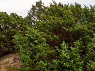 Obraz premium Doñana National Park. Ecosystems that host a unique biodiversity in Europe. The marsh stands out above all. It is one of the most important protected areas in Andalusia 