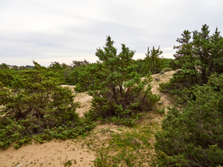 Do&ntilde;ana National Park. Ecosystems that host a unique biodiversity in Europe. The marsh stands out above all. It is one of the most important protected areas in Andalusia 