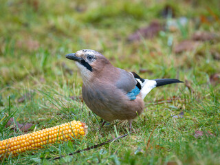 Eichelhäher (Garrulus glandarius)