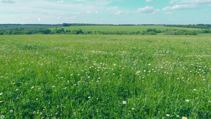 Chamomile And Clover Field. Flowers Are Swaying In Wind. Meadow With Blooming Chamomile And Clover At Sunset. Flora And Biology Concept. Advertising Background.