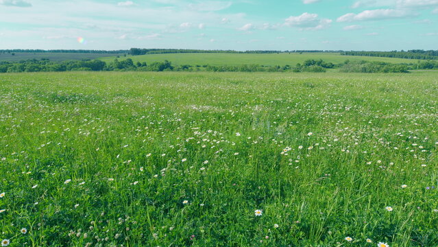 Chamomile And Clover Field. Flowers Are Swaying In Wind. Meadow With Blooming Chamomile And Clover At Sunset. Flora And Biology Concept. Advertising Background.