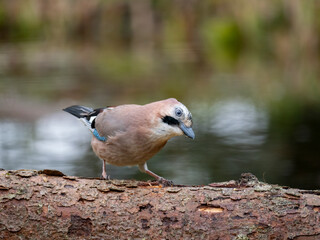 Eichelhäher (Garrulus glandarius)