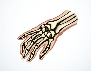 Vector drawing. Bones of the hand