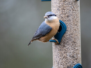 Kleiber (Sitta europaea)       