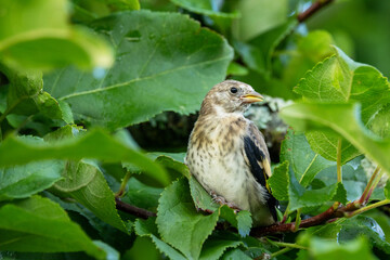 Closeup of a juvenile Goldfinch standing still in the middle of lush Apple tree leaves in rural Estonia, Northern Europe