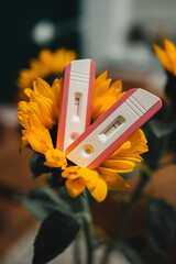 Positive pregnancy test placed on yellow sunflower. Two pregnancy tests for to double confirm being pregnant. Waiting for newborn, child. Family growth. 