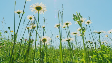 Obraz premium Flowers Blossoming. Chamomiles, Clovers Flowers And Green Grass On A Summer Meadow. Chamomile Flowers Blows In Wind On Background Of Green Summer Meadow.