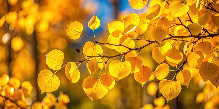 Vibrant yellow leaves of an aspen tree , autumn, foliage, nature, seasonal, fall, colorful, bright, golden, tree, outdoors