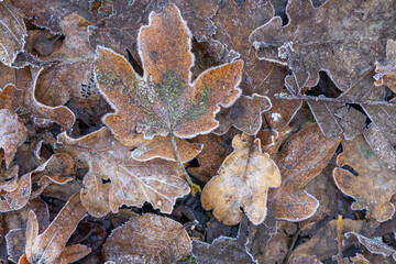 arrière plan pour ressources graphique, feuilles champêtre givrées très graphiques,  au petit matin glacial d'hiver, png, en transparence