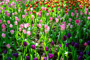 picture of tulip flower field	
