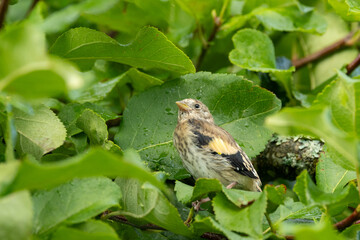 Closeup of a juvenile Goldfinch standing still in the middle of lush Apple tree leaves in rural Estonia, Northern Europe