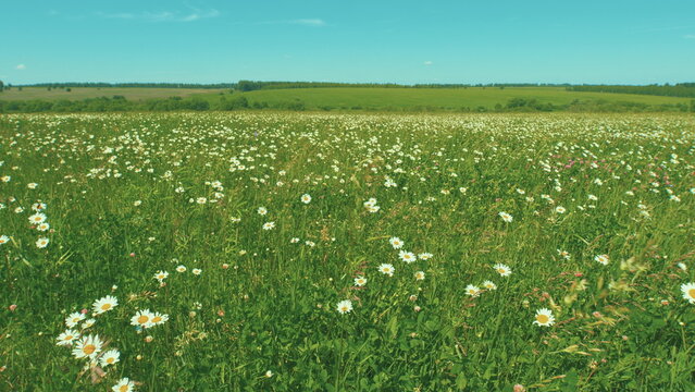 Daisies And Clover Plants Swaying On Wind. Beautiful European Meadow. Beautiful Bright Background With Wild Flowers. Morning Field With Flowers And Grass.