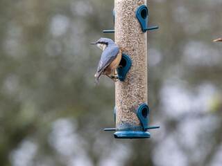 Kleiber (Sitta europaea)