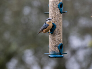 Kleiber (Sitta europaea)