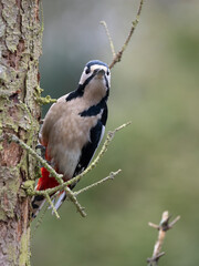 Buntspecht (Dendrocopos major) Männchen