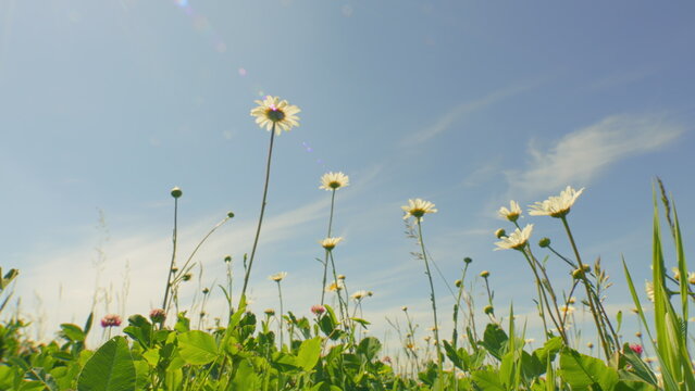 Wild Field Flowers. Common Daisy. Daisy And Clovers Flowers On Green Meadow. Wild Flowers Chamomiles Blossoming On Meadow. Chamomile Flowers Field At Sunset Evening.