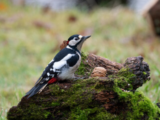 Buntspecht (Dendrocopos major) Männchen