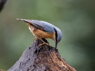 Kleiber (Sitta europaea)