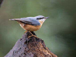 Kleiber (Sitta europaea)