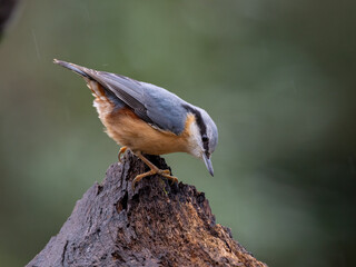 Kleiber (Sitta europaea)
