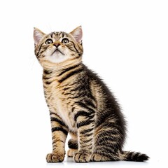 Tabby Scottish Fold kitten looking up isolated on white. Generated with AI.