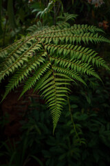 Close-up views of lush tropical ferns in the Kuala Lumpur Botanical Garden, showcasing their intricate leaves and vibrant greenery, surrounded by the serene natural beauty of the park.