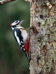 Buntspecht (Dendrocopos major) Männchen