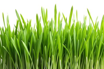 green grass isolated on white background