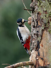 Buntspecht (Dendrocopos major) Männchen