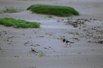 bird on beach 