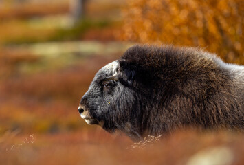 Musk oxen on Dovrefjell Norway