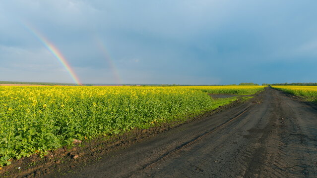 Farmland With Rainbow. Yellow Field With Blooming Canola Flowers. Beautiful Flowering Field With Yellow Rapeseed Flowers. Blooming Rapeseed Field In Springtime.