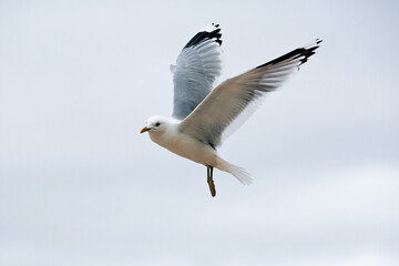 seagull