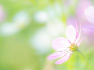 Obraz premium 秋の公園や花壇を彩るコスモスのある風景。背景。自然風景素材。