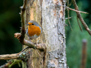 Obraz premium Rotkehlchen&nbsp;(Erithacus rubecula)