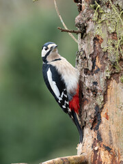 Buntspecht (Dendrocopos major) Männchen