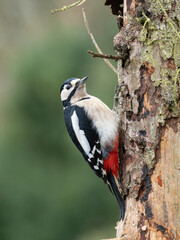 Buntspecht (Dendrocopos major) Männchen
