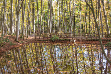 Autumn in Bijinbayashi, Beech forest in Niigata, Japan 十日町市 美人林
