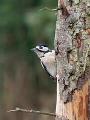 Buntspecht (Dendrocopos major) Männchen
